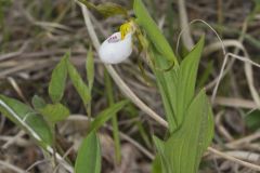 Small White Lady's-slipper, Cypripedium candidum