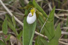 Small White Lady's-slipper, Cypripedium candidum