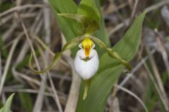 Small White Lady's-slipper, Cypripedium candidum