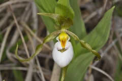 Small White Lady's-slipper, Cypripedium candidum