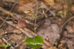 Small’s Twayblade, Neottia smallii