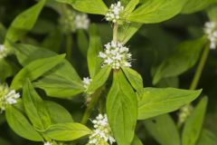 Smooth False Buttonweed, Spermacoce glabra