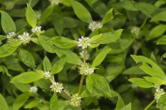 Smooth False Buttonweed, Spermacoce glabra