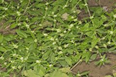 Smooth False Buttonweed, Spermacoce glabra