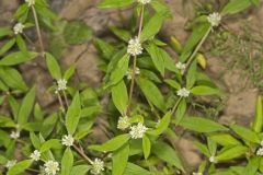 Smooth False Buttonweed, Spermacoce glabra