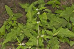 Smooth False Buttonweed, Spermacoce glabra