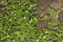 Smooth False Buttonweed, Spermacoce glabra