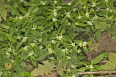 Smooth False Buttonweed, Spermacoce glabra