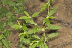 Smooth False Buttonweed, Spermacoce glabra