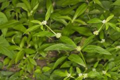 Smooth False Buttonweed, Spermacoce glabra