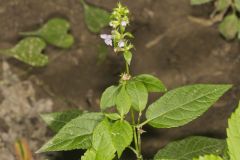 Smooth Hedgenettle, Stachys tenuifolia