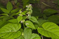 Smooth Hedgenettle, Stachys tenuifolia