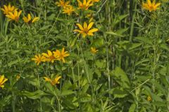 Smooth Oxeye Sunflower, Heliopsis helianthoides