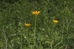 Smooth Oxeye Sunflower, Heliopsis helianthoides