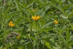 Smooth Oxeye Sunflower, Heliopsis helianthoides