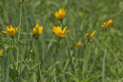 Smooth Oxeye Sunflower, Heliopsis helianthoides