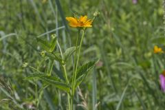 Smooth Oxeye Sunflower, Heliopsis helianthoides
