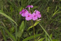 Smooth Phlox, Phlox glaberrima