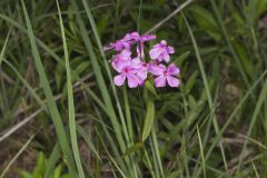 Smooth Phlox, Phlox glaberrima