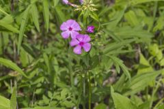 Smooth Phlox, Phlox glaberrima