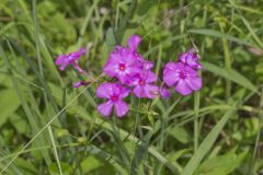 Smooth Phlox, Phlox glaberrima