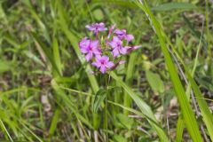 Smooth Phlox, Phlox glaberrima