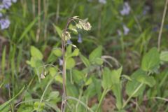 Smooth Rock Cress, Boechera laevigata