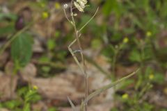 Smooth Rock Cress, Boechera laevigata