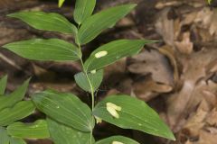 Smooth Solomon's Seal, Polygonatum biflorum