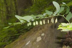 Smooth Solomon's Seal, Polygonatum biflorum