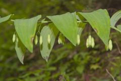 Smooth Solomon's Seal, Polygonatum biflorum