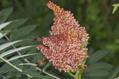 Smooth Sumac, Rhus glabra