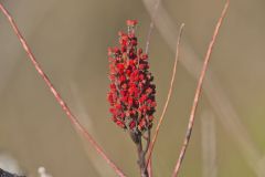 Smooth Sumac, Rhus glabra