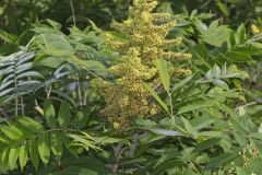 Smooth Sumac, Rhus glabra