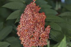 Smooth Sumac, Rhus glabra