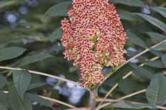 Smooth Sumac, Rhus glabra