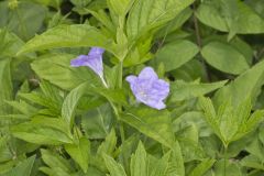 Smooth Wild Petunia, Ruellia Strepens