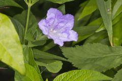 Smooth Wild Petunia, Ruellia Strepens