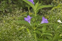 Smooth Wild Petunia, Ruellia Strepens