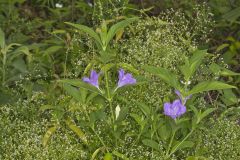 Smooth Wild Petunia, Ruellia Strepens