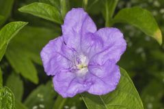 Smooth Wild Petunia, Ruellia Strepens