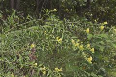 Smooth Yellow False Foxglove, Aureolaria flava