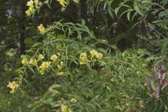 Smooth Yellow False Foxglove, Aureolaria flava