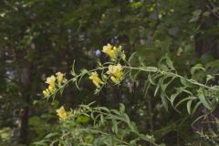 Smooth Yellow False Foxglove, Aureolaria flava