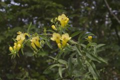 Smooth Yellow False Foxglove, Aureolaria flava