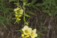 Smooth Yellow False Foxglove, Aureolaria flava