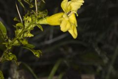 Smooth Yellow False Foxglove, Aureolaria flava