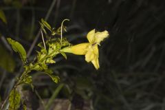 Smooth Yellow False Foxglove, Aureolaria flava