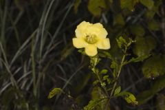 Smooth Yellow False Foxglove, Aureolaria flava