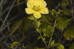 Smooth Yellow False Foxglove, Aureolaria flava